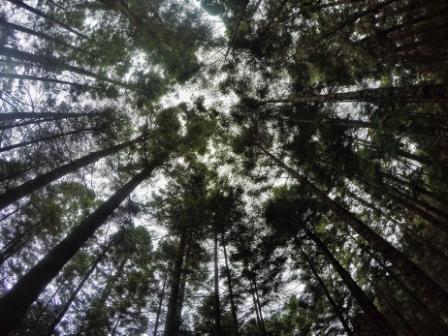 De acuerdo con Müller, sólo  12 entidades federativas cuentan con programas de acción climática; entre éstas la Ciudad de México. 