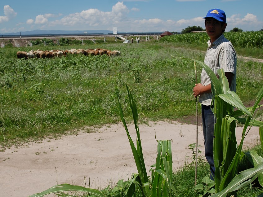 Campesinos de Durango se quejan de la reducción al subsidio del frijol.