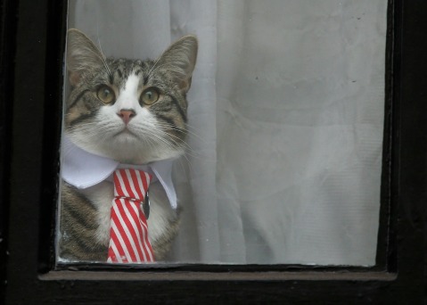 El gato se asomó a la venta mientras los medios esperaban que Assange saliera el día del interrogatorio con representantes de la justicia sueca. 