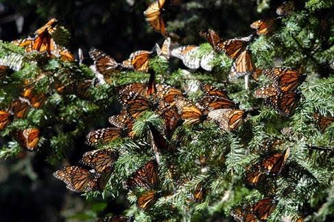 Con este primer esfuerzo, se prevé un incremento de 1.5 millones de mariposas Monarca en los santuarios mexicanos.