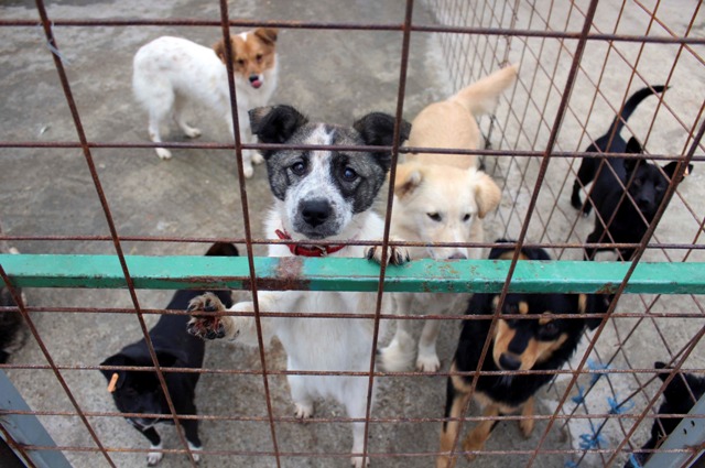 Los 276 perros fueron puestos en adopción. Hasta el momento, sólo 12 no tienen hogar.