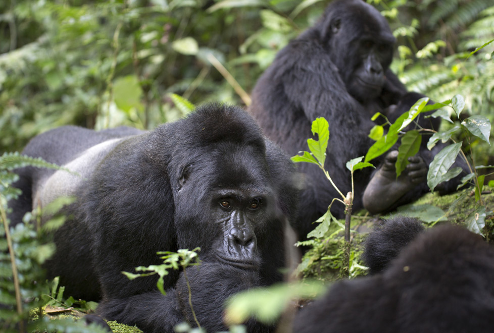 Bwindi Impenetrable Forest es el hogar de la mayoría de los gorilas de montaña de Uganda.