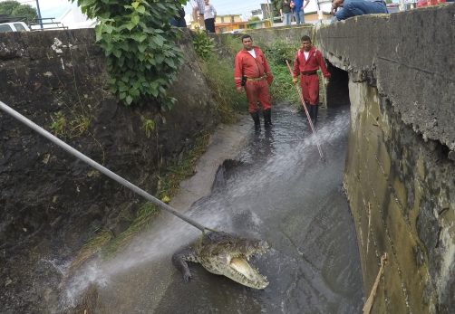 Captura de cocodrilo en colonia de Tampico.