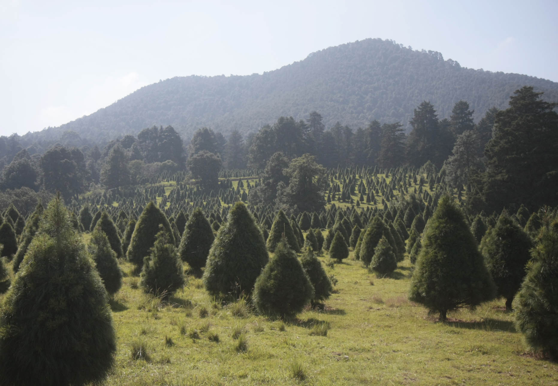 Árboles de Navidad del Estado de México.