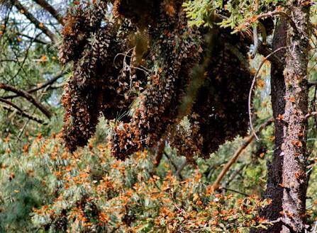 Cerca del 40 por ciento de las mariposas Monarca que llegaron a nuestro país. 