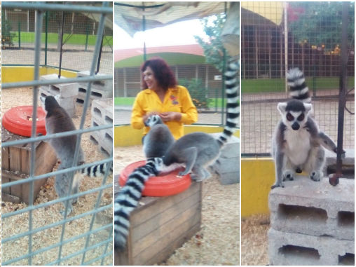 Llegan dos lémures al Aviario Lira de Torreón.