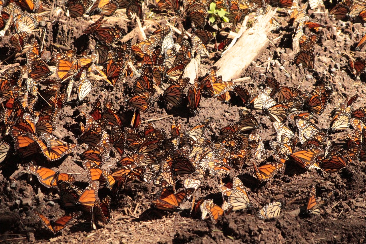 Mariposa Monarca en el Estado de México.