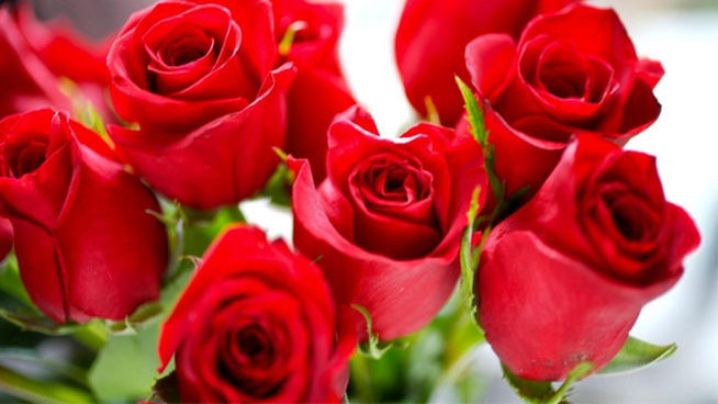 Una de las especies más buscadas para esta fecha son las rosas rojas y blancas.