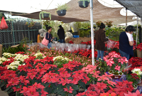 La producción de Nochebuena en la Ciudad de México superó los 3 millones de plantas este año, informó la Secretaría de Desarrollo Rural y Equidad para