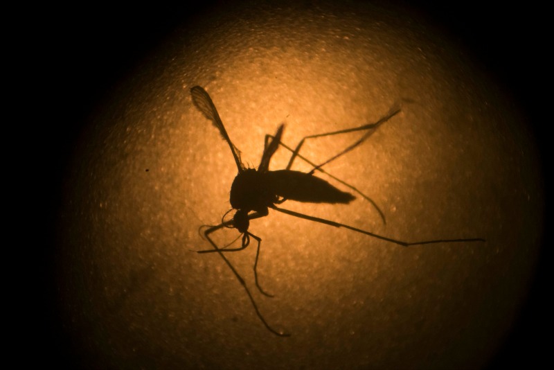 Las infecciones durante el embarazo pueden causar devastadores efectos congénitos.