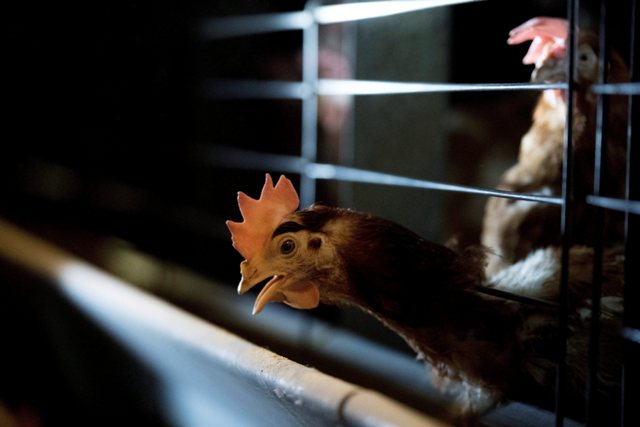 Las autoridades japonesas ordenaron sacrificar más de 320 mil aves tras detectar nuevos casos de gripe aviar altamente contagiosa en varias granjas de