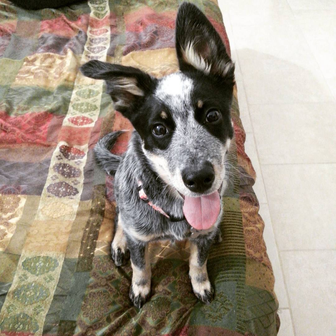 En Durango, ha sido tipificado como delito cualquier acto de crueldad animal.