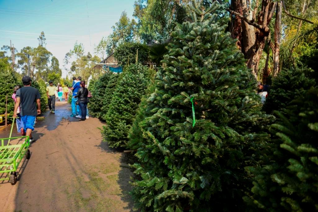 En los alrededores de la Ciudad de México hay bosuqes donde puedes cortar tu propio árbol.
