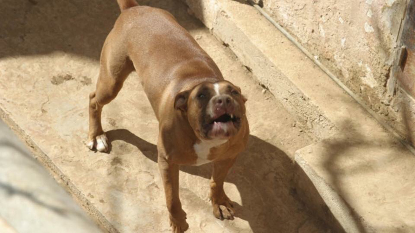 Max, como llaman a la mascota, corrió hasta donde jugaba Iker, se le fue encima mordiéndolo en el cuello, para sujetarlo y arrastrarlo varios metros, 