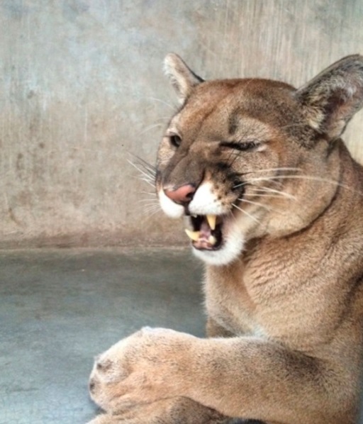 El traslado se realizó vía aérea a Tijuana para, posteriormente vía terrestre, llevarlo al Parque del Niño, ubicado en el Valle de Guadalupe.