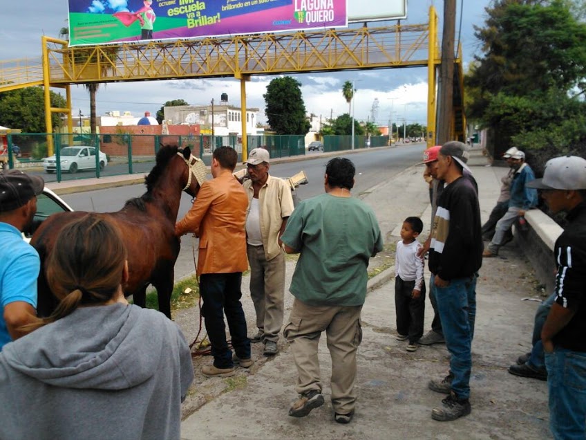 Huellitas de Amor y Arre solicitan ayuda para tratar a caballo herido en accidente vial en Torreón.