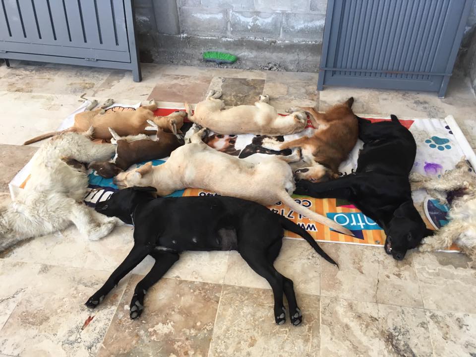 En la Región Sureste de Coahuila se han registrado 806 ataques de perros en 2016.