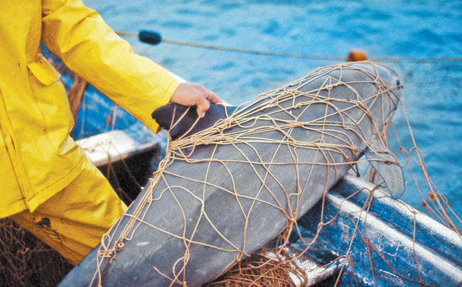 Un pescador halla en sus redes una marsopa muerta. 