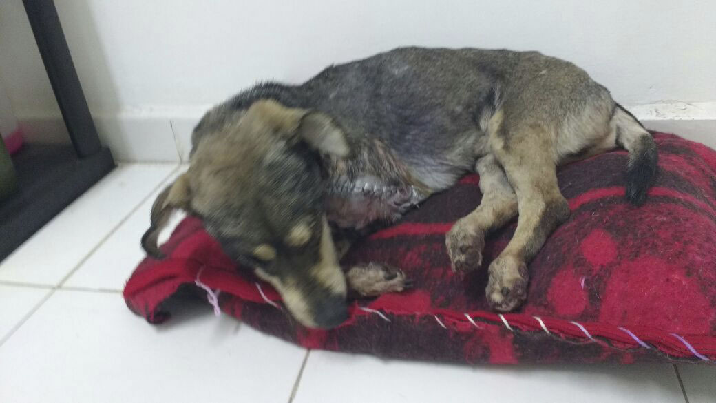 Se presentan muchos casos de violencia animal en La Laguna de Durango. 