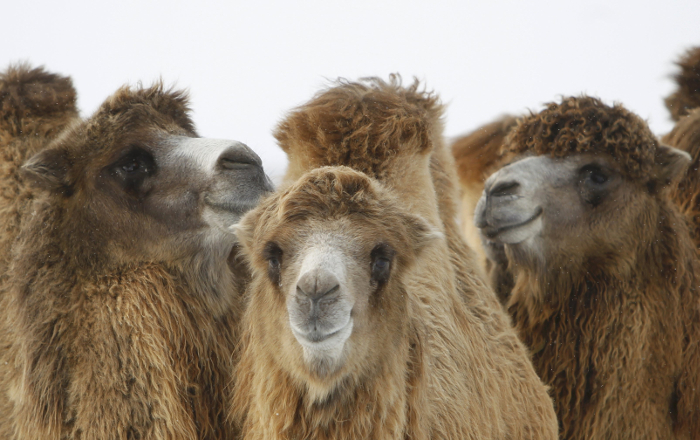 Los camellos, propiedad de una granja de ganado de raza local, pastan en un campo cerca de la aldea de Manychskoye en la región de Stavropol, Rusia. R