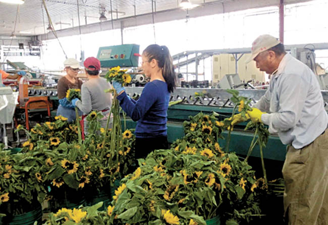 En cuatro décadas han colocado a más de 330 mil connacionales. 