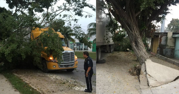 El tráiler se llevó el árbol.