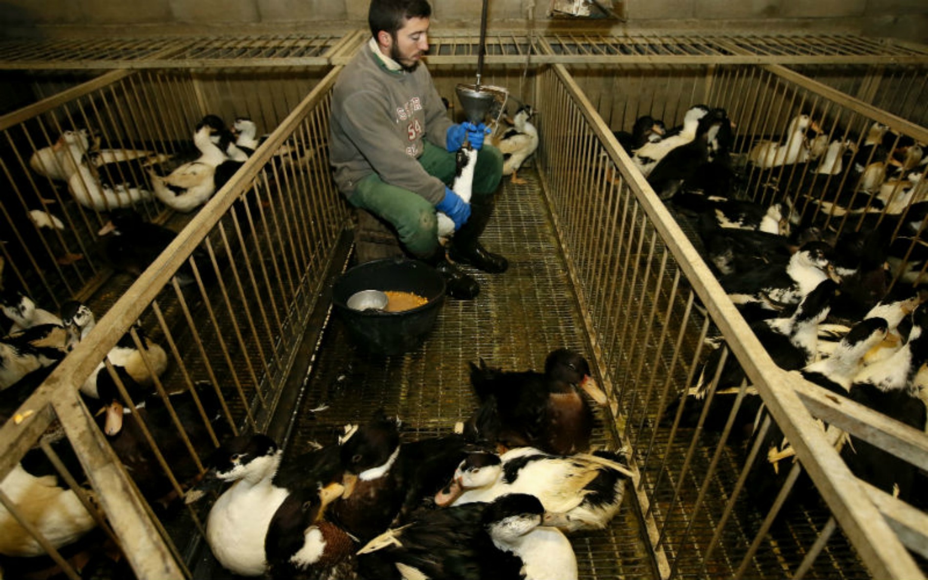 Francia sacrifica un millón de aves, principalmente patos, por gripe aviar. 