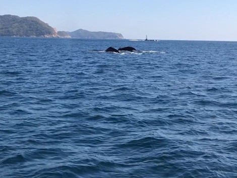 En aguas de la bahía de Santa Lucía, turistas pudieron disfrutar la presencia de ballenas.