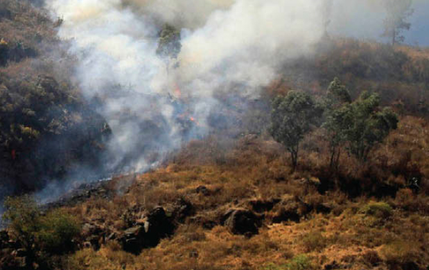 Incendio forestal.