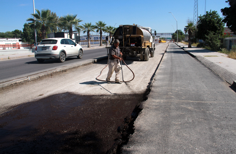 Por obras del Metrobús 900 palmas serán transplantadas.