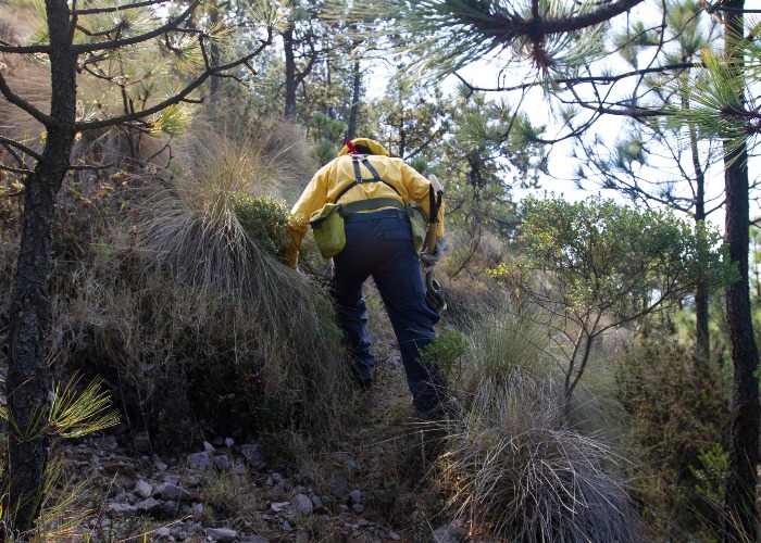 La Comisión Nacional Forestal inició hoy -12 de enero- la campaña de prevención de incendios forestales en la Ciudad de México. 