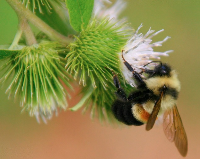 La población de estas abejas se ha reducido un 88 por ciento desde el año 2000.