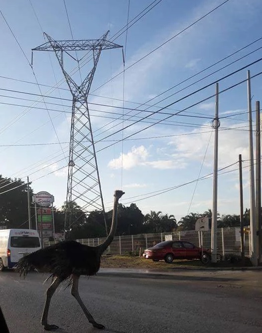 Avestruz en la avenida de la industria en Altamira.