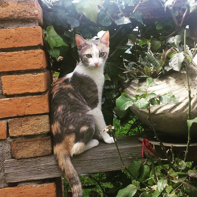 Ahora cuentan con un hogar donde recibirán la atención y cuidados necesarios.
