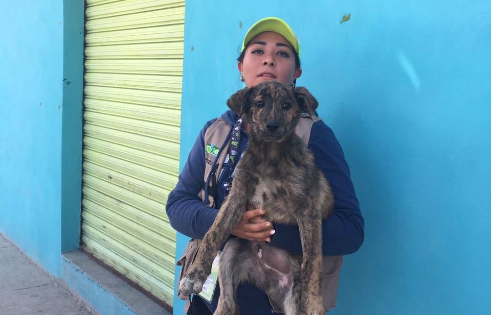 Perro cachorro es rescatado por la Propaem en Ecatepec.