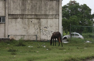 No dejan rastro de dónde puedan estar sus equinos.