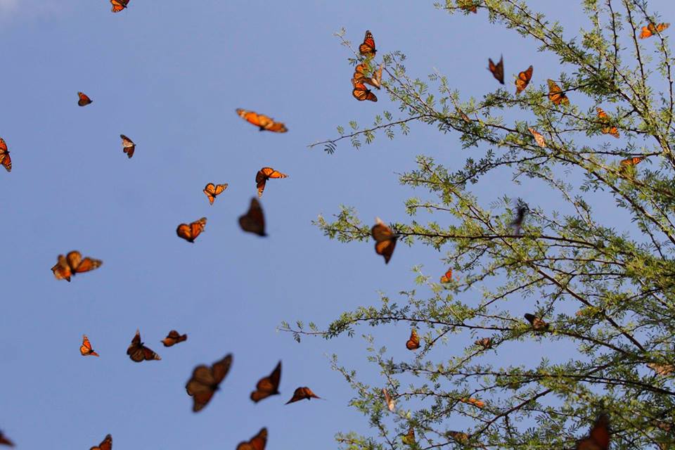 La situación de riesgo que enfrenta la migración de la mariposa Monarca y como lograr su conservación, será analizada en el primera edición de 2017 de