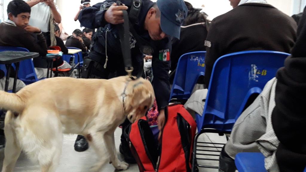 Las autoridades utilizaron cuatro perros para detectar sustancias tóxicas. 