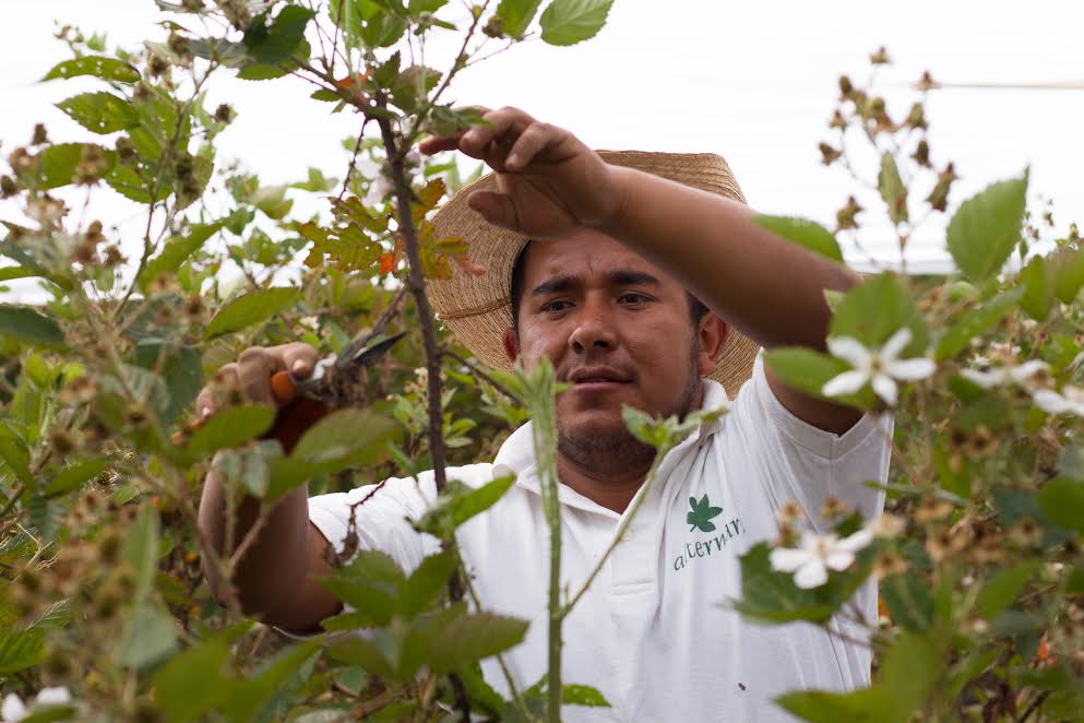 Marcos Mondragón poda la planta dañada por el frío.
