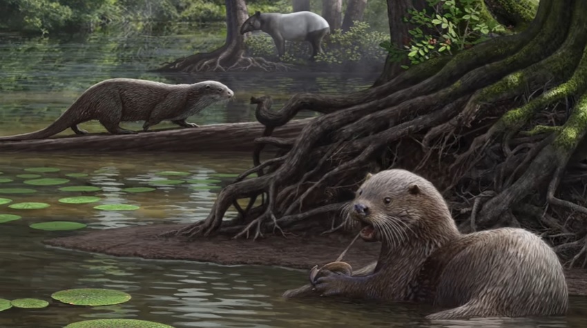 El hallazgo podría ayudar a los científicos a reconstruir la historia evolutiva de los mustélidos.