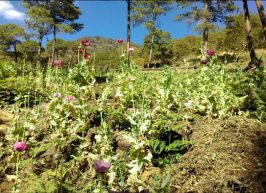 Las plantas fueron destruidas y una carpeta de investigación iniciada por estos hechos.
