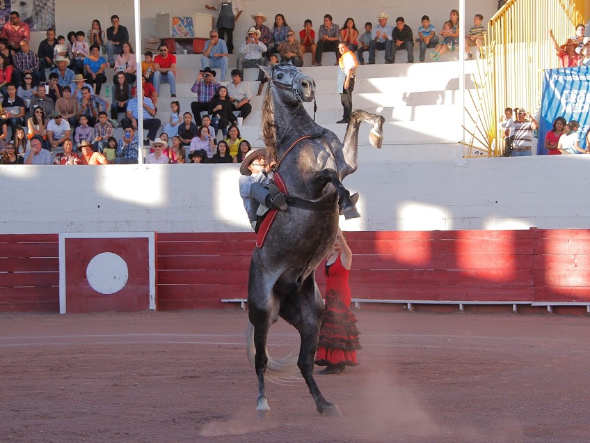 El Show de Caballos Domecq volverá a La Laguna el 18 de febrero.