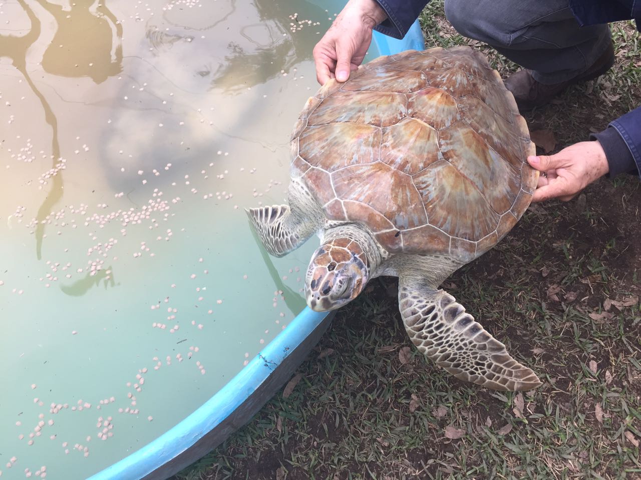 La tortuga se encuentra aparentemente en buenas condiciones físicas y de salud, y será enviada a la Facultad de Veterinaria de la UANL para su valorac