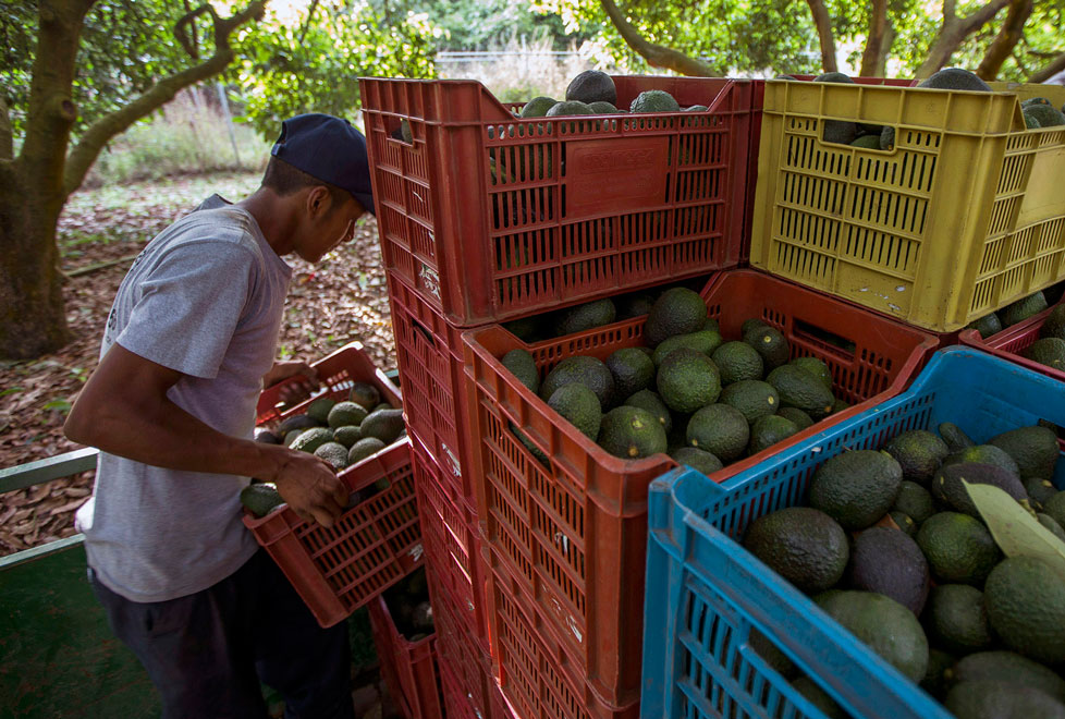 La APEAM, que agrupa a los principales exportadores mexicanos de aguacate para EU, dice que los precios más altos también perjudicarían a los producto
