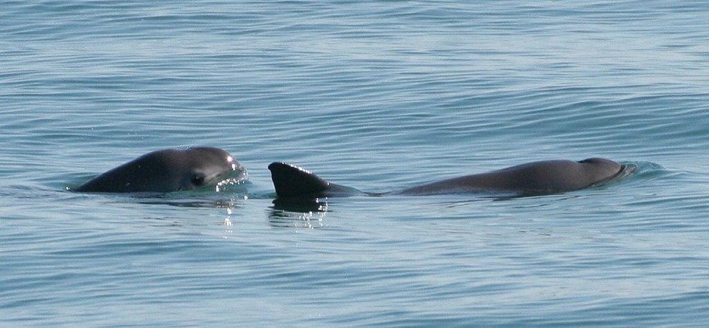 La población de la vaquita marina ha declinado en un 90 por ciento en los últimos 5 años.