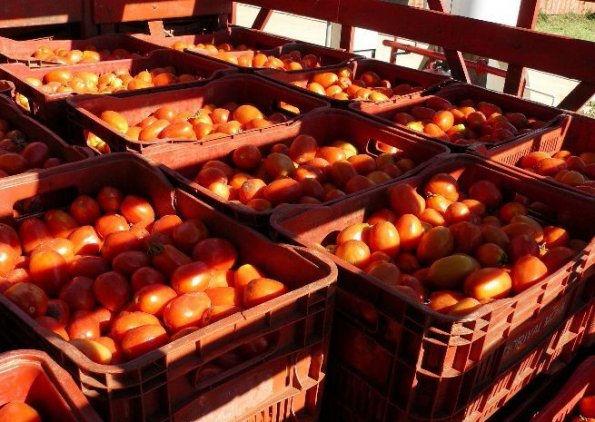Kilos de tomate.