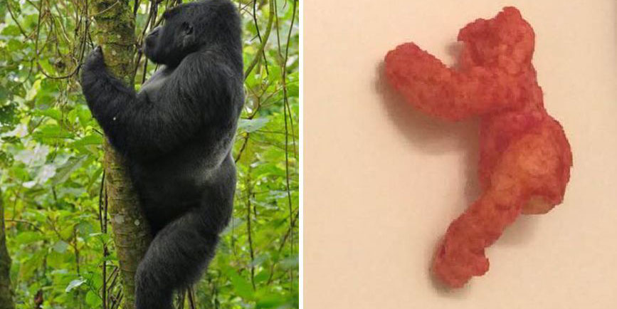 La foto del Cheeto, subastado en 100 mil dólares, al lado de otra de un gorila trepando un árbol.