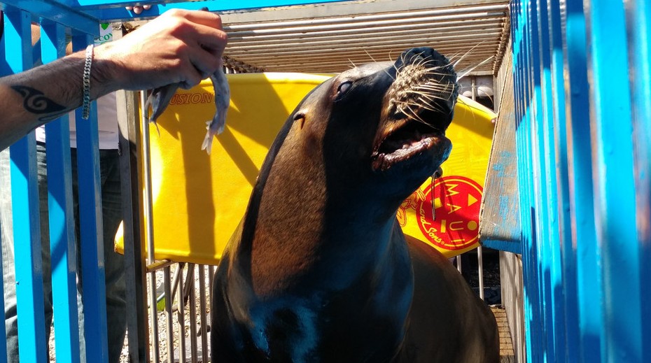 Uno de los tres lobos marinos a su llegada a su nuevo hogar.