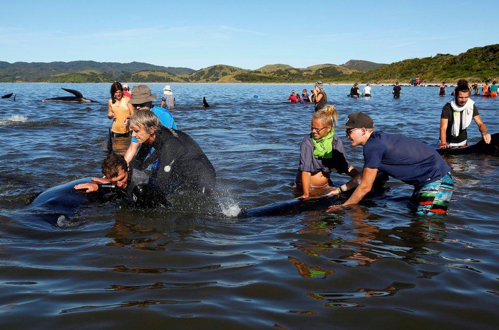 Los voluntarios formaron una cadena humana en la playa en un intento desesperado por salvar a decenas de ballenas.