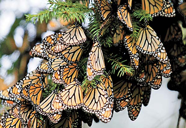 Ejemplares de la mariposa.